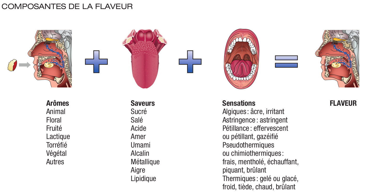 La flaveur [SHR en BTS MHR]