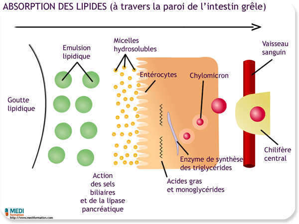 Mécanismes De Labsorption 4533