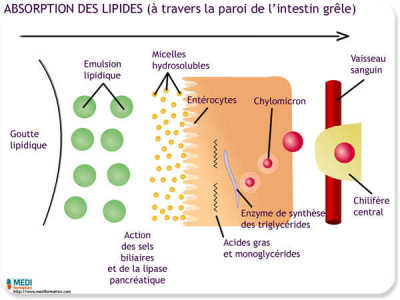 Mécanismes De L'absorption