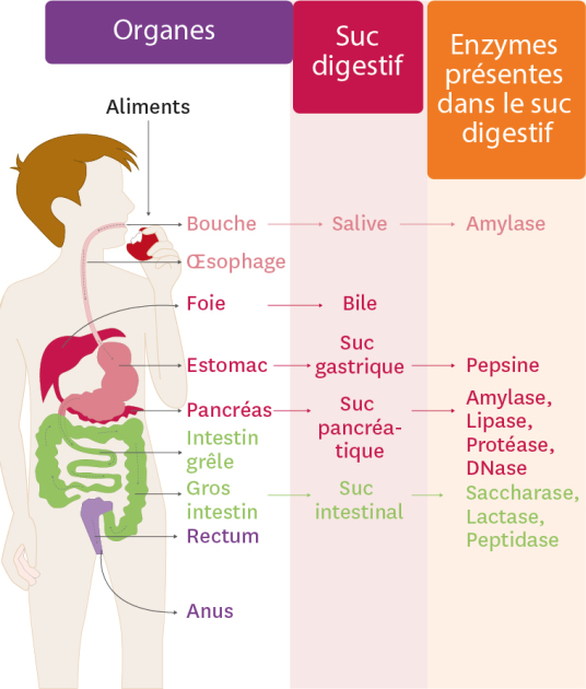 Les sucs digestifs contiennent des molécules nommées enzymes. Chaque enzyme a un rôle différent et porte un nom différent.