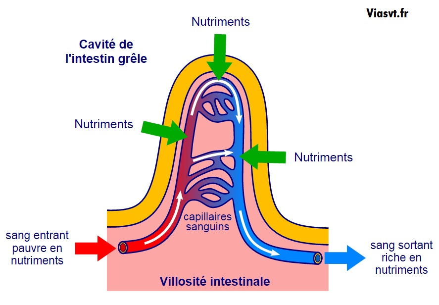 Les Besoins Nutritifs Cellulaires Quelles Sont Les Grandes Fonctions Qui Permettent De