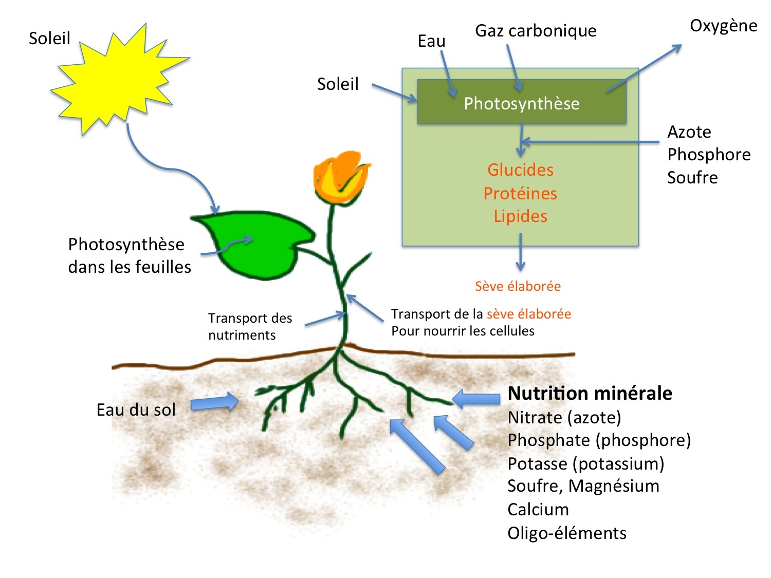 Pourquoi la plante a besoin de phosphore ?