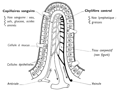 Schéma d'une villosité intestinale, avec indication des deux voies de l'absorption.
