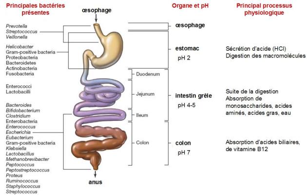 Le tractus digestif humain. Distribution des micro-organismes non-pathogènes fréquemment rencontrés chez l'adulte.