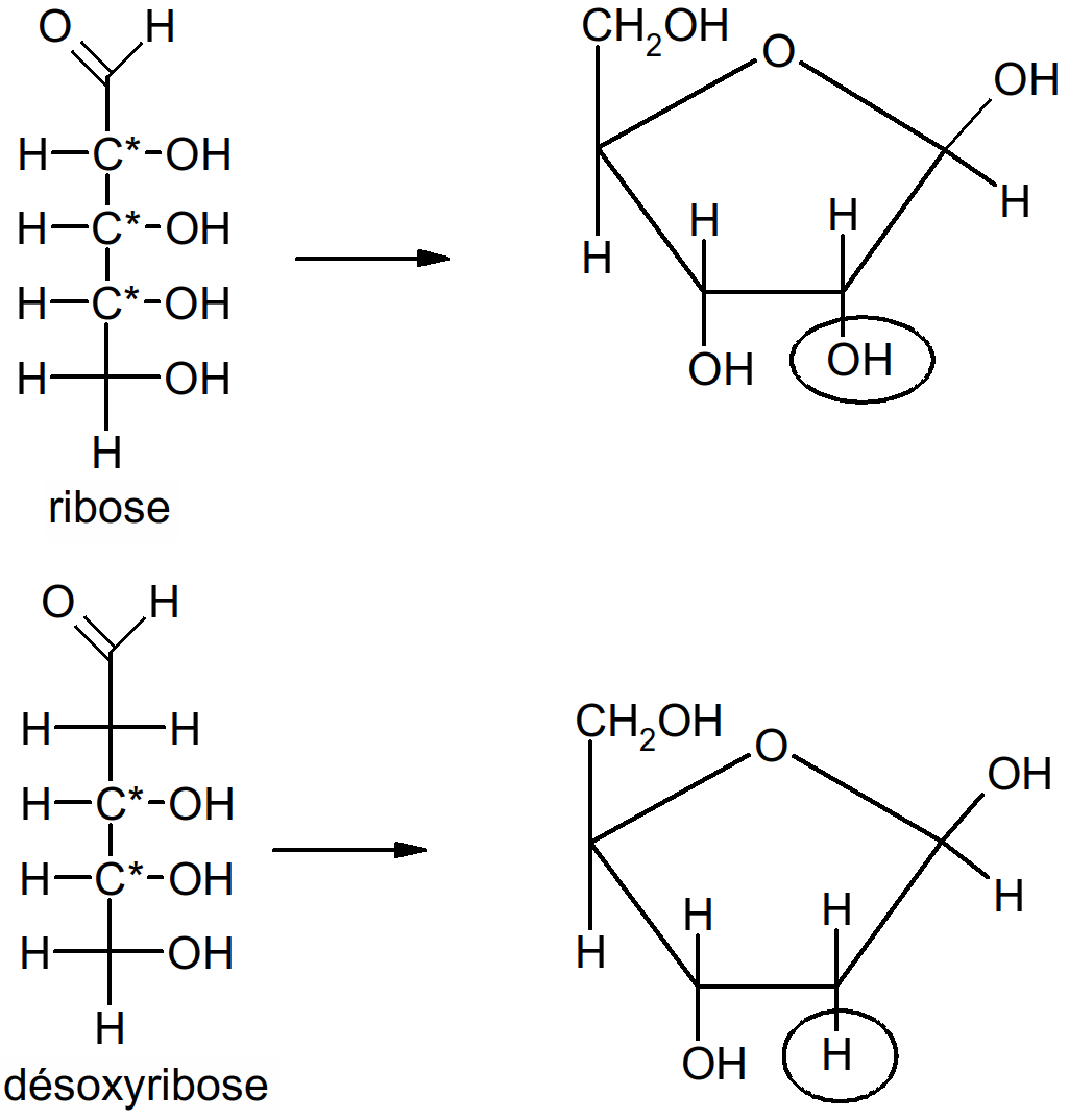 ribose et désoxyribose